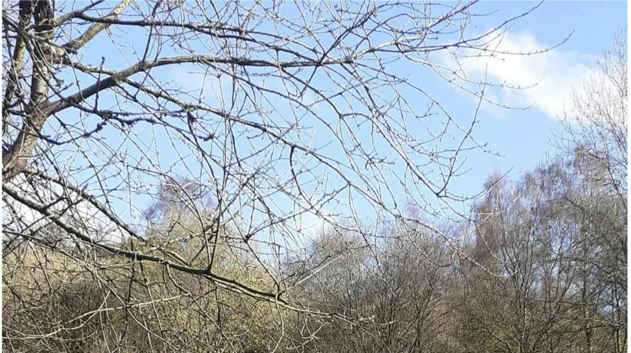 Sunlight through trees and branches in a calm outdoor setting.